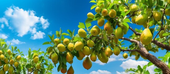 Wall Mural - The close-up image showcases a tree abundant with many ripe lemons hanging beautifully from its branches, ready for harvest