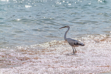 Canvas Print - White Western Reef Heron (Egretta gularis) at Sharm el-Sheikh beach, Sinai, Egypt