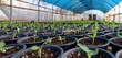 An open greenhouse showing rows of flowering lettuce plants gives an idea of the careful growing process inside.