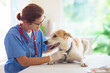 © famveldman - Vet examining dog. Puppy at veterinarian doctor.