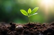 Green seedling growing from seed on blurred nature background