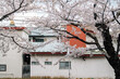 Retro house and cherry blossoms in Hakodate, Hokkaido, Japan