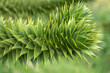 Branch of evergreen Araucaria tree, Faroe Islands, details, closeup