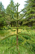 Young evergreen Araucaria tree, Faroe Islands