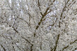 Cherry tree covered in white petaled flowers. Cerasus.