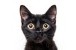 Schwarze Katze mit großen Augen, weißer Hintergrund 