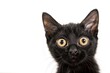 Schwarze Katze mit großen Augen auf weißem Hintergrund 