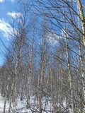Fototapeta Do akwarium - trees in winter