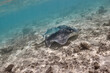 Stingray dasyatis pastinaca swimming on coral reef