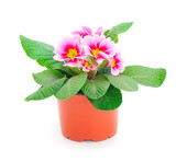 Fototapeta Koty - Primrose flowers in a pot.