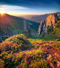 Wall Mural - Superb summer sunrise in Carpathian mountains. Amazing morning view of subalpine meadow Gadzhina  from Shpytsi peak, Ukraine, Europe. Beauty of nature concept background..