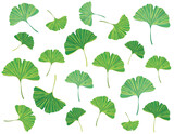 Fototapeta Natura - Bright green ginkgo leaves isolated on white background. Vector illustration.