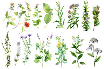 Watercolor painting realistic set of herbs, wildflowers and spices on white background. Clipping path included.