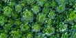 Green plants textured background of lifelong saxifrage saxifraga paniculata