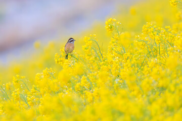 美しい菜の花畑で餌を探す可愛いホオジロ（ホオジロ科）。

日本国埼玉県、荒川河川敷にて。
2024年3月24日撮影。

Lovely Meadow Bunting (Emberiza cioides, family comprising buntings) searching for food in a beautiful field of rape blossoms.

At Arakawa r