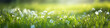 Springtime long banner, green grass in the park, bokeh background, ling banner with copy space