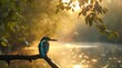 Wildlife kingfisher HD 8K wallpaper Stock Photographic Image
