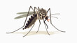 Cartoon mosquito Flat vector isolated on white background