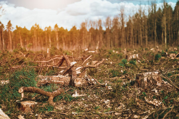 Canvas Print - Stacked Pine Logs. Impact on European Evergreen Forests.