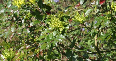 Wall Mural - (Berberis aquifolium) Ornamental shrub of Oregon grape or holly-leaved barberry with yellow flowering and spiny shiny green and bronze colored foliage on branches shaking slightly in the wind
