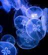 Blue jellyfish swim in the sea on a black background