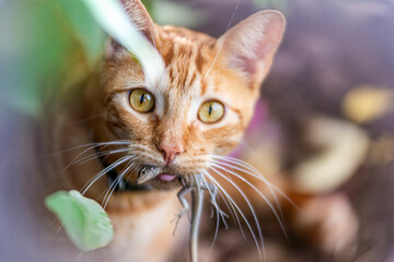 Wall Mural - close up portrait of a red cat catch lizard