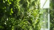 Lush Green Wall With Growing Plants