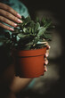 © Marina - houseplant in a flowerpot in female hands close-up