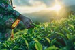 Finger-picking Tea Leaves A Fresh Harvest in the Sunlight Generative AI