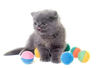 Sticker - exotic shorthair kitten