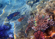 Biodiversity of exotic fish inhabiting coral reefs at the Red Sea, Sinai, Middle East