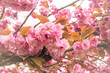 Kirschblüte,  Blütentraum in Rosa