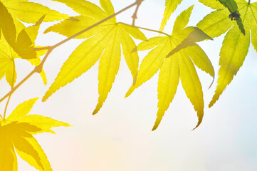 Wall Mural -  green maple leaves in spring