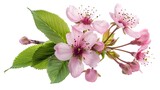 Fototapeta Las - A close-up of a cherry blossom, with its pink petals and green leaves, against a white background.