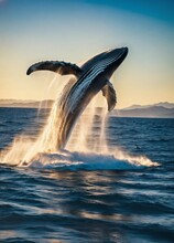 National Geographic Award Winning Drone Photograph Of A Humpback Whale Spraying And Spouting Water Above The Surface, Exciting Movement, Bright Light, Film Grain, Lens Flare, Bright Morning Sky, Kodac