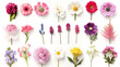 Assorted flowers in a variety of colors arranged neatly on a white background.