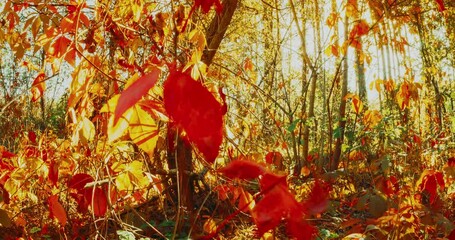 Poster - Time Lapse Season Change Concept. Summer Autumn Forest Transition. Trees Foliage Leaves Turn Yellow Orange Autumn. From Summer Green To Autumn Red Orange. Time-lapse Fall Coming. Autumn Mood Timelapse