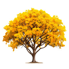 Wall Mural - Attractive Yellow Color Tabebuia isolated on transparent background