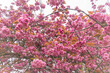 Rosa Blütentraum - die Kirschblüte