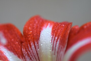 Poster - close up of a red tulip