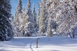 Cross country skiing slopes running through an idyllic winter forest with snow capped trees