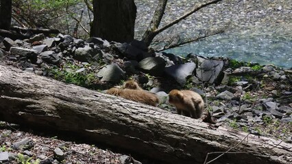 Wall Mural - Family of Japanese Macaque (Snow monkeys) in the forest of Kamikochi 