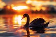 Black Swans Floating on Lake