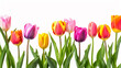 Colourful tulips in a row on white background. Copy space for text.