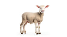 Lamb Standing Up, Isolated On A White Background