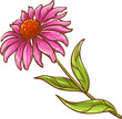 Echinace Purpurea Plant Colored Illustration