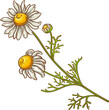 Chamomile Flowers Colored Detailed Illustration.