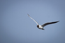 A Black-headed Gull (Chroicocephalus Ridibundus) Flights Toward The Camera Lens. Close-up Portrait Of A Black-headed Gull In Flight With Blue Sky Backgroud.	