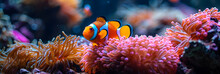  Close Up Underwater Tropical Fish With Sea Anemo ,
Amphiprion Ocellaris Clownfish And Anemone In Sea
