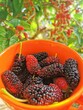 Freshly picked ripe black mulberry in a plate